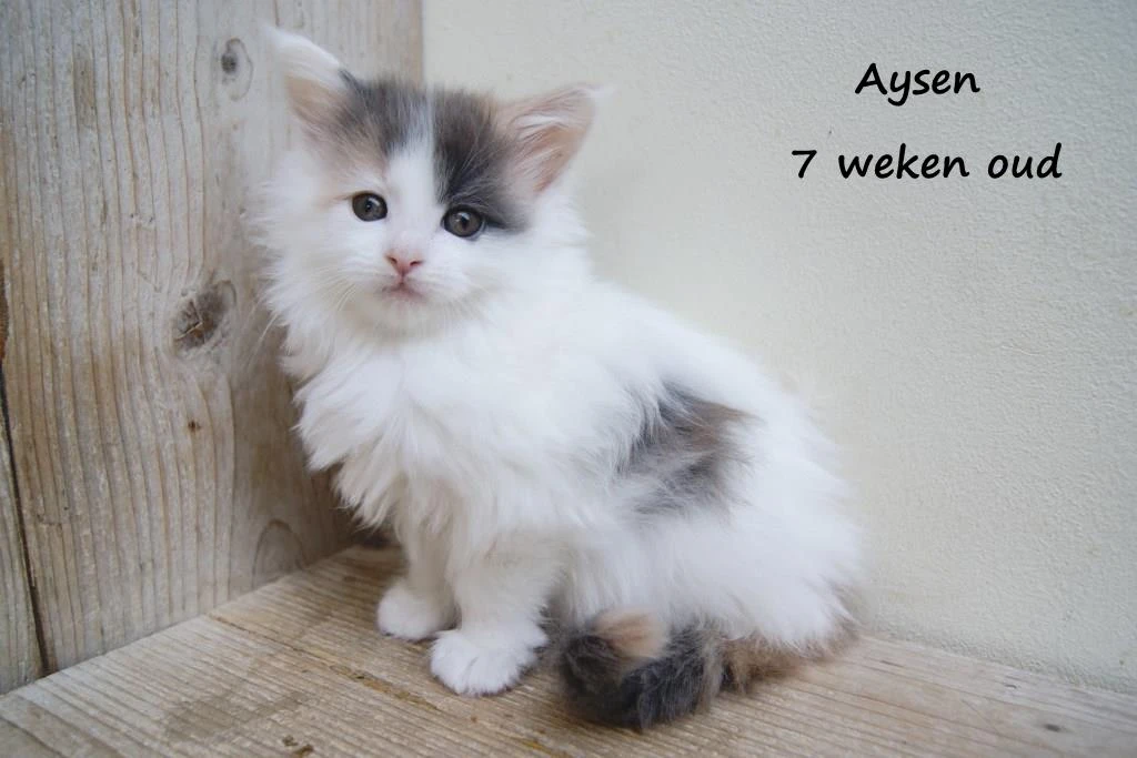 Aysen
